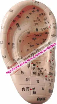 1 шт. Модель для иглоукалывания ушей Китайский массаж Обучающий медицинский инструмент